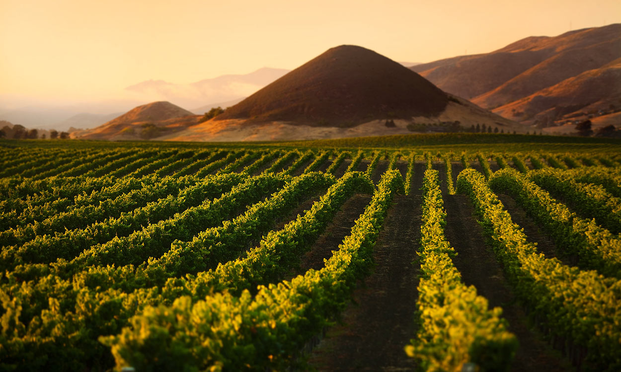 Edna Valley vineyard with hills bathed in sunset light in background